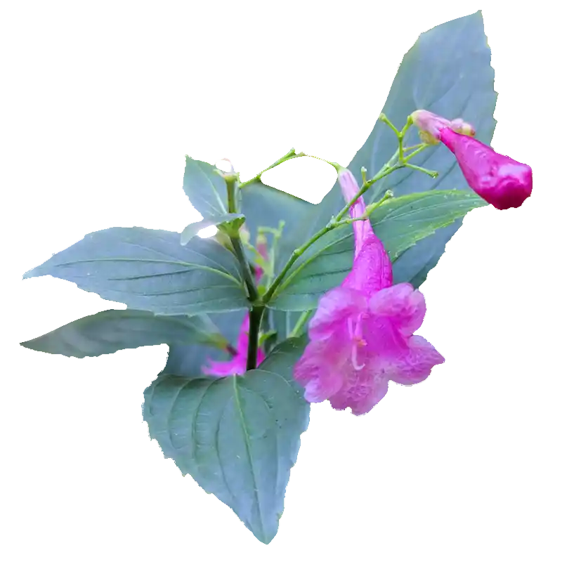 Chinese Rain Bell (Ban Lan Gen / Indigo Source)