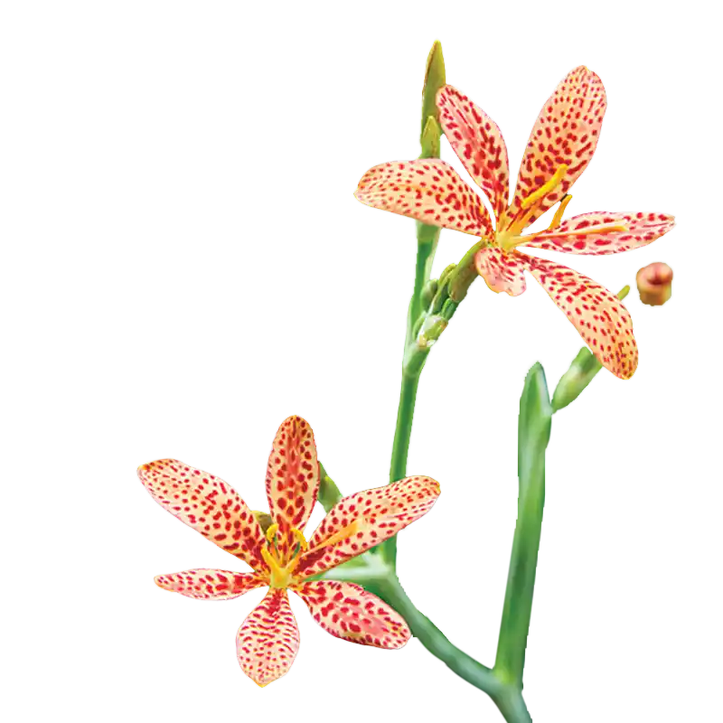 Blackberry Lily (She Gan)