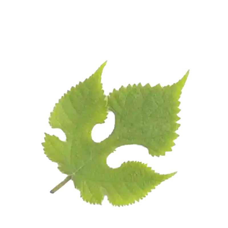 Paper Mulberry (Chu Shi Zi)