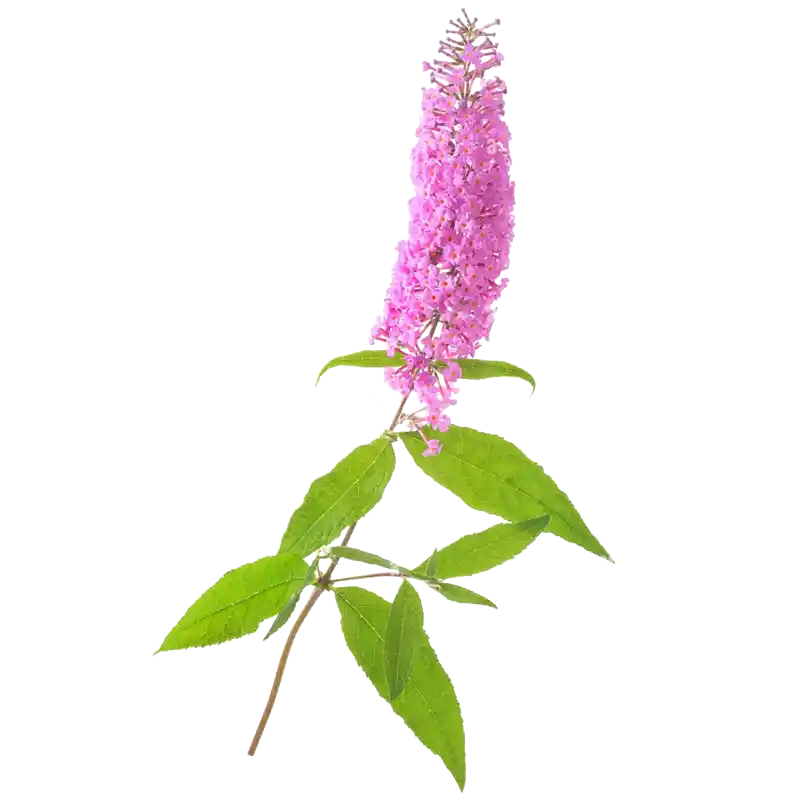 Pale Butterfly Bush (Mi Meng Hua)