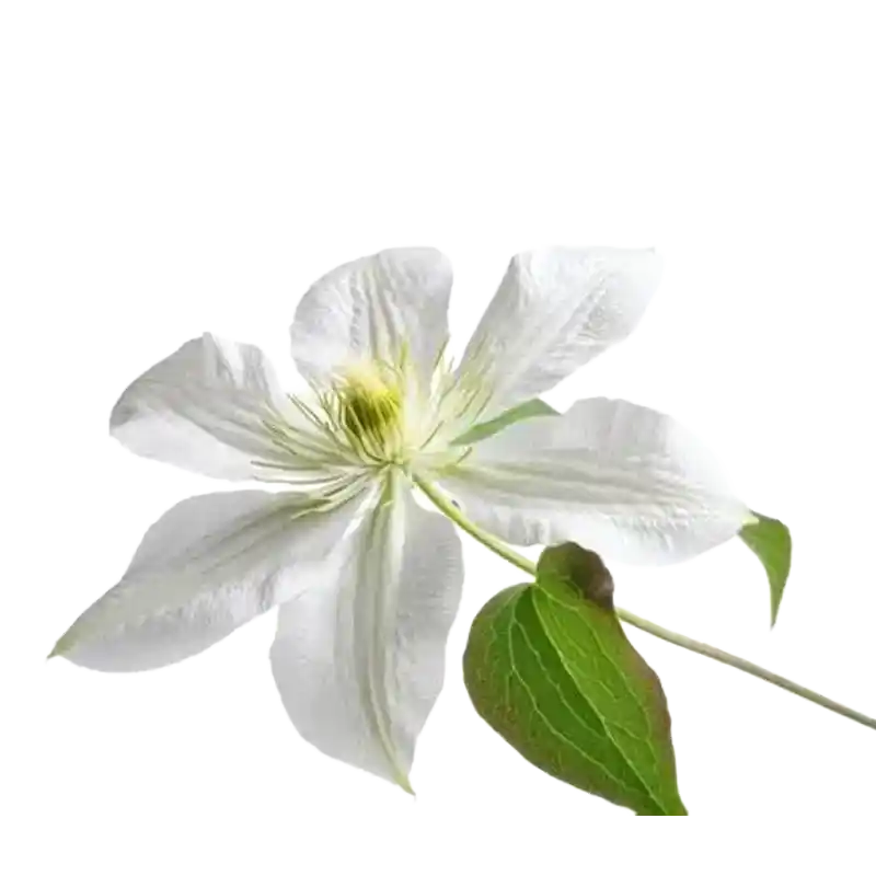 Chinese Clematis (Wei Ling Xian)