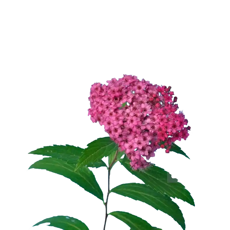 Rose Glorybower (Chou Mu Dan)