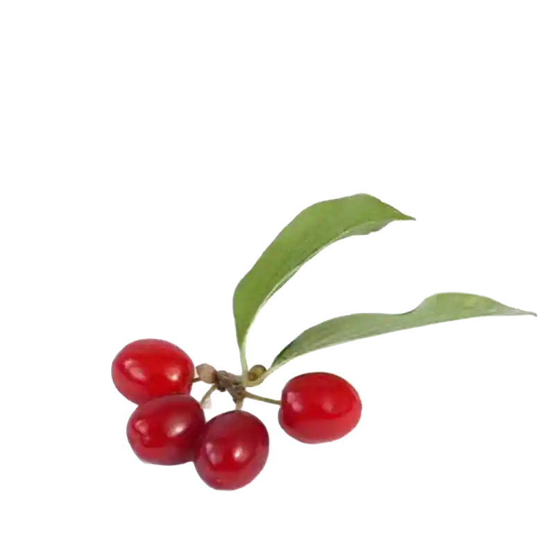 Cornelian Cherry