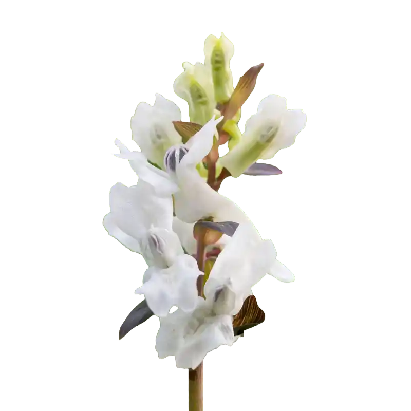 Bunge's Corydalis (Ku Di Ding)