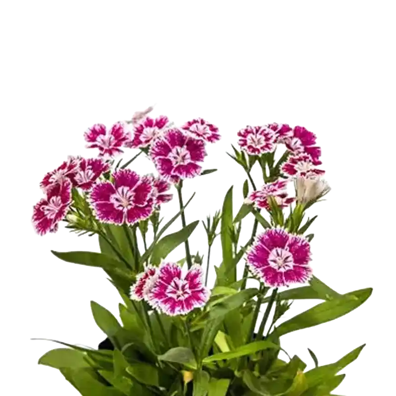 Rainbow Pink (Qu Mai)