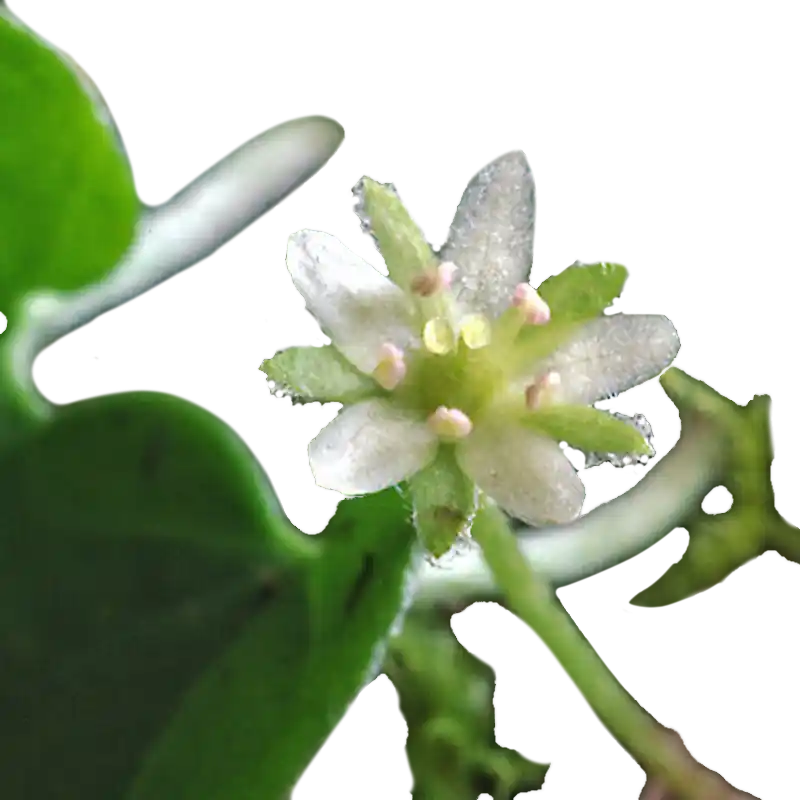 Kidneyweed (Xiao Ma Ti Jin)