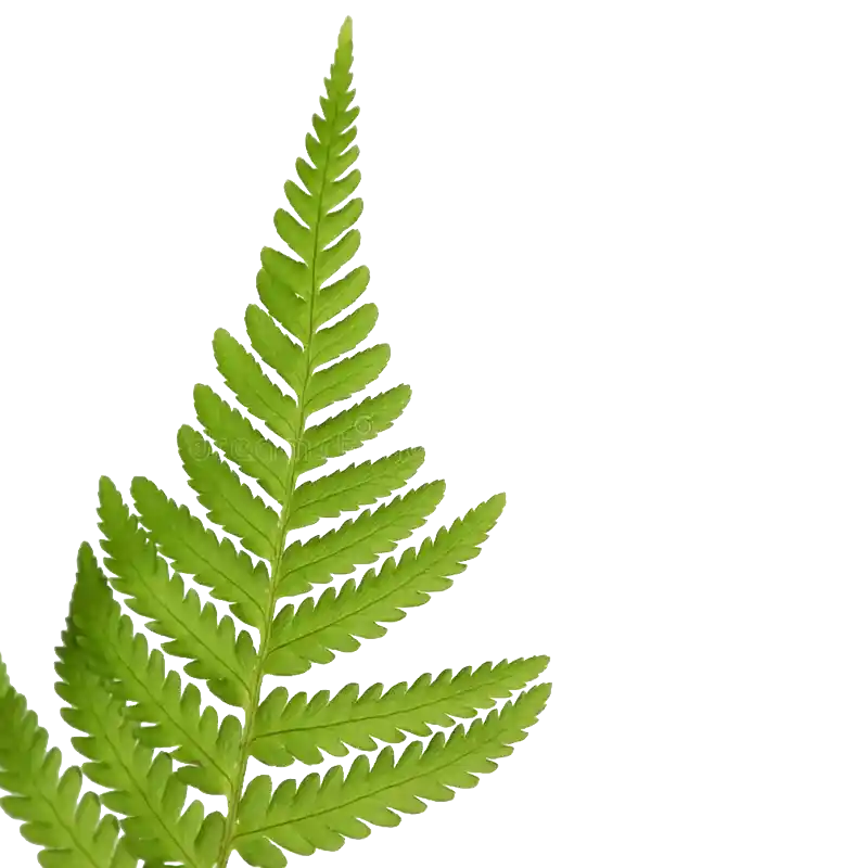 Thick-Rhizome Wood Fern (Guan Zhong)