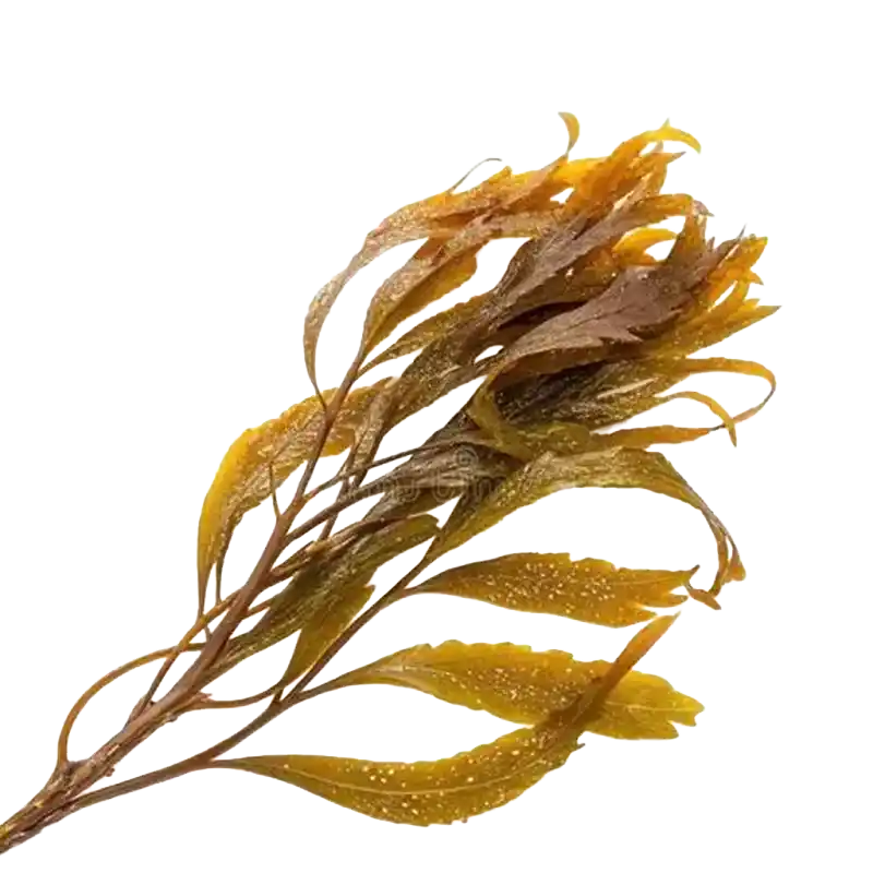 Kurome Kelp