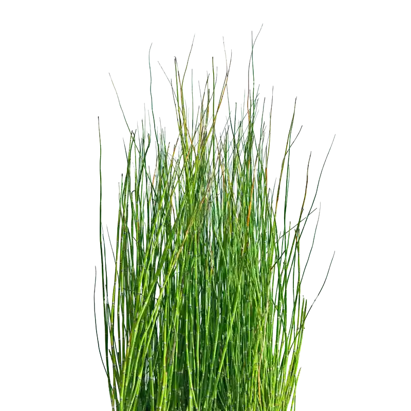 Rough Horsetail (Mu Zei)