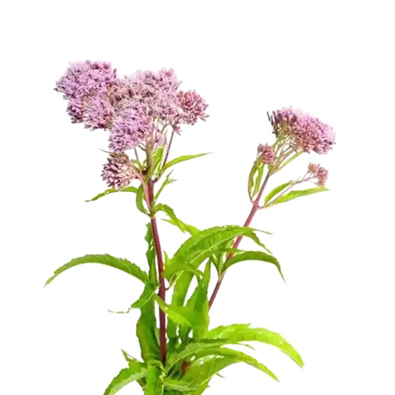 Fragrant Eupatorium (Pei Lan)