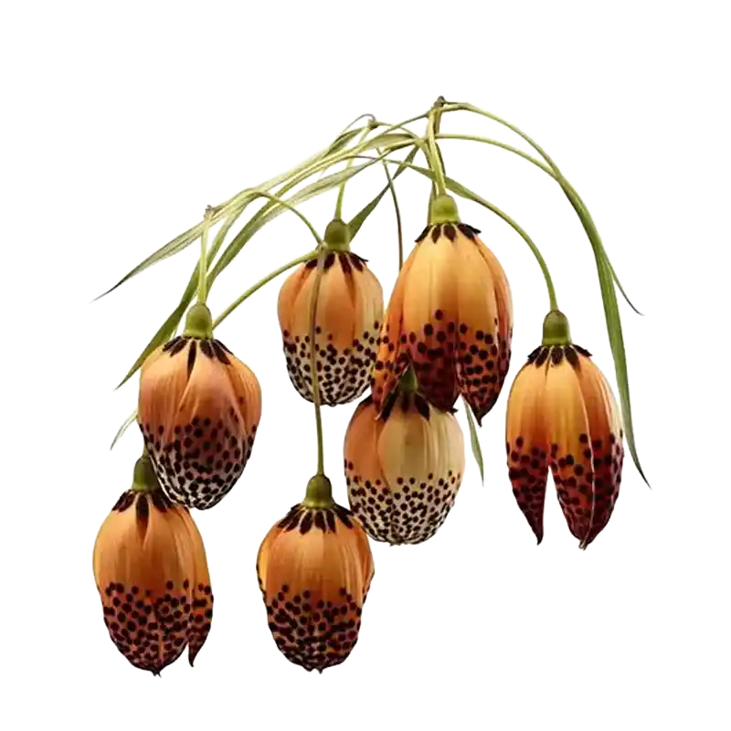 Zhejiang Fritillary (Zhe Bei Mu)