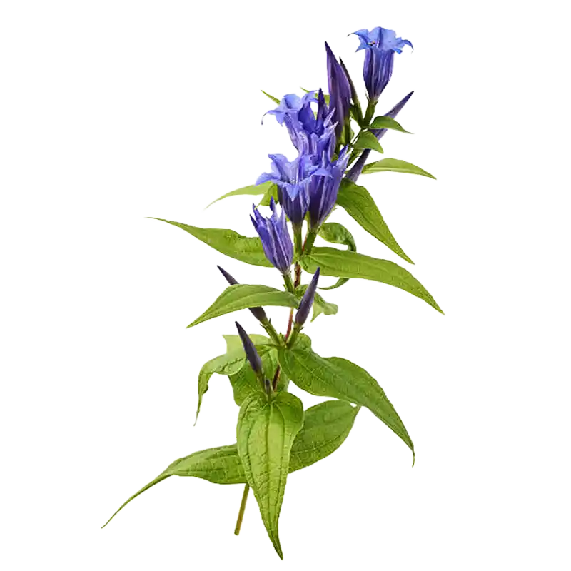 Chinese Gentian (Long Dan Cao)