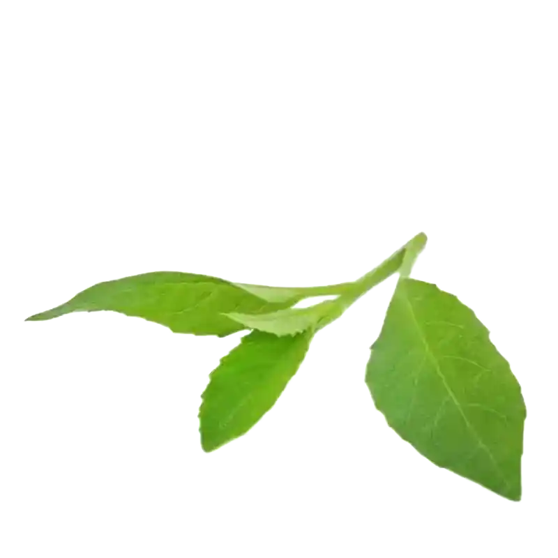 Longevity Spinach (Sambung Nyawa)