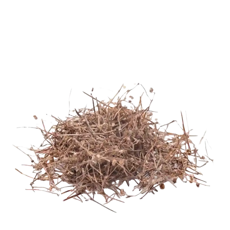 Spreading Hedyotis (Bai Hua She She Cao)