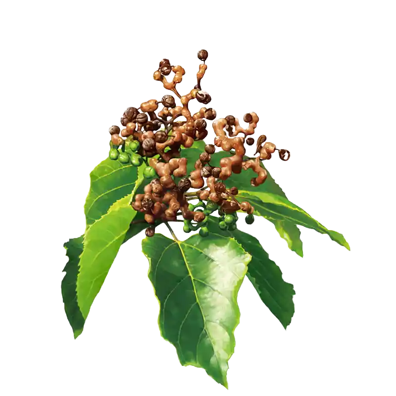 Japanese Raisin Tree (Zhi Ju Zi)
