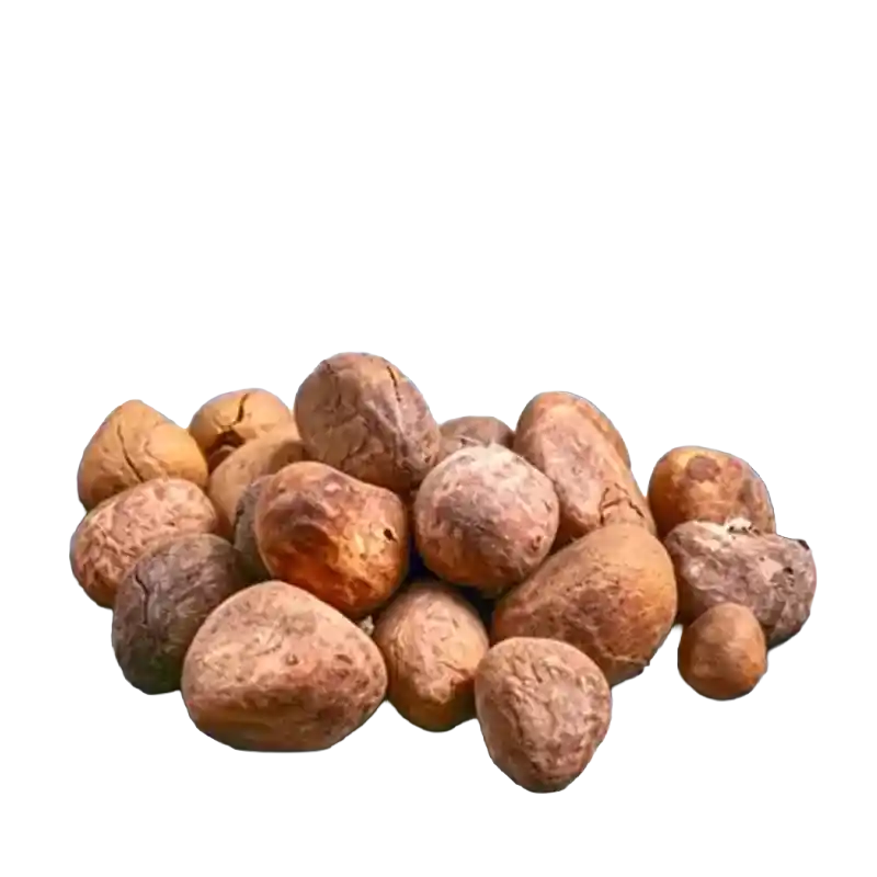 Chaulmoogra (Da Feng Zi)