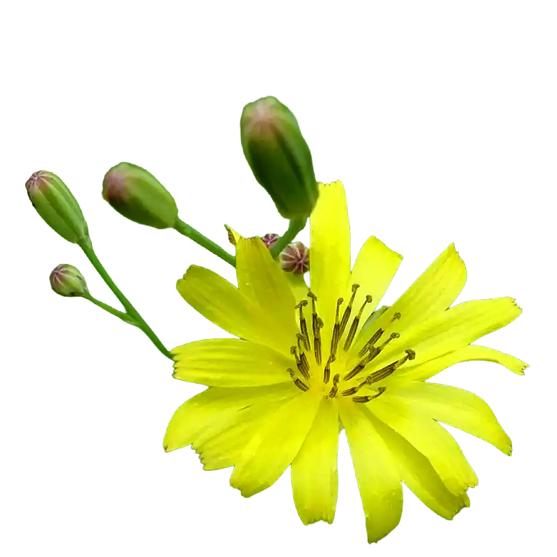 Chinese Ixeris (Ku Mai Cai)