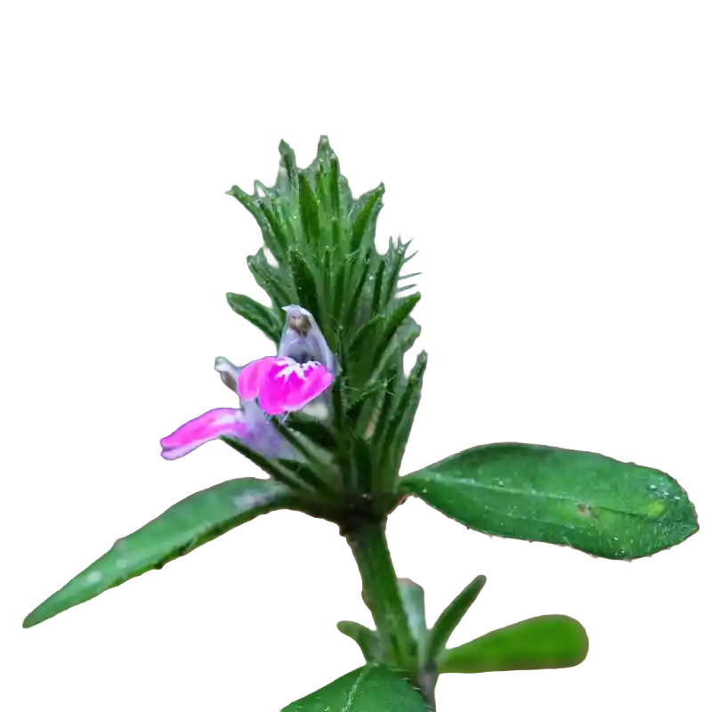 Water Willow (Jue Chuang)