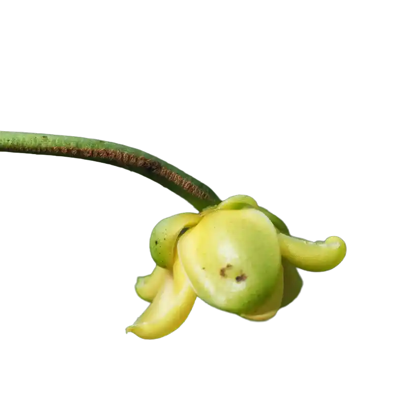 Kadsura Vine (Nan Wu Wei Zi)