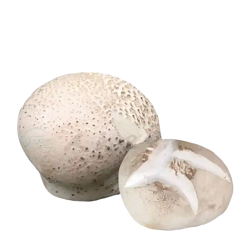 Puffball (Ma Bo)
