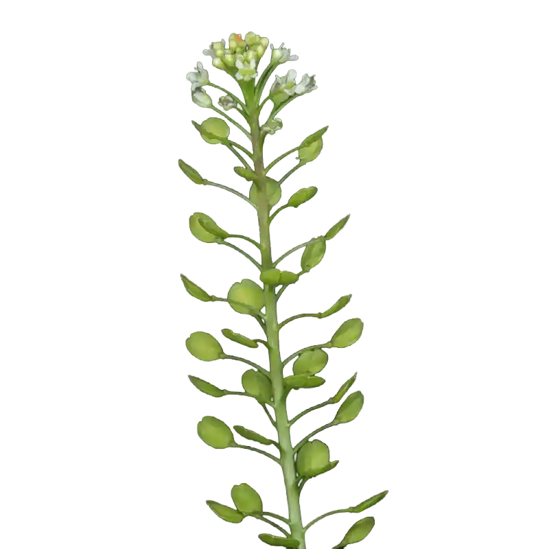 Pepperweed Seed (Ting Li Zi)