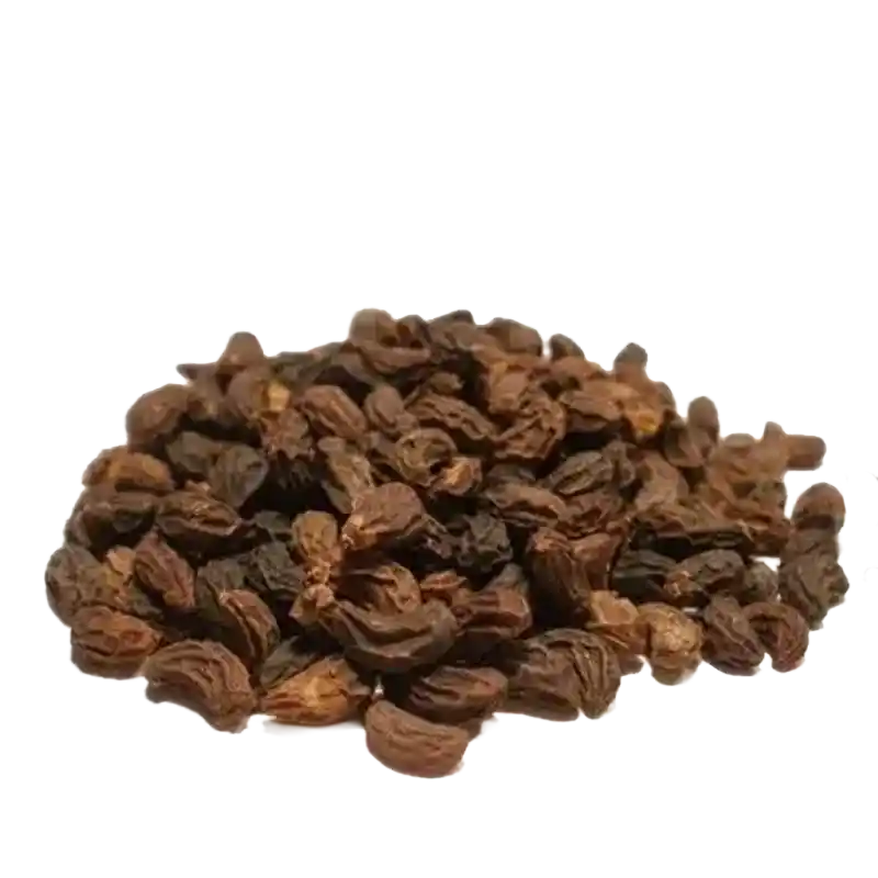 Japanese Privet (Nu Zhen Zi type)