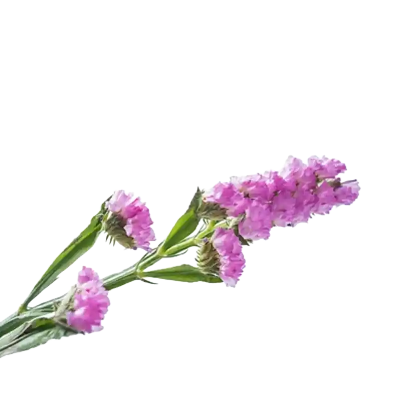 Chinese Sea Lavender (Bin Hai Chi Shao)