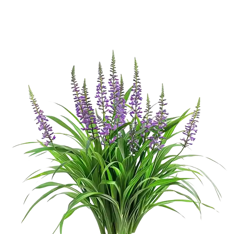 Creeping Lilyturf (Shan Mai Dong)