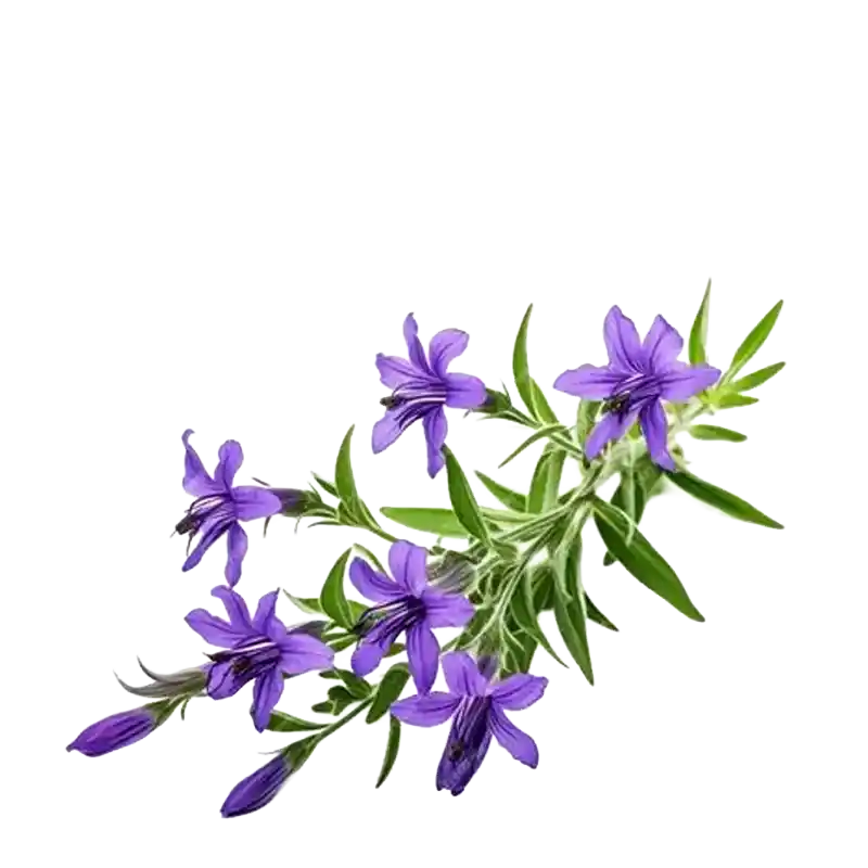 Chinese Lobelia (Ban Bian Lian)