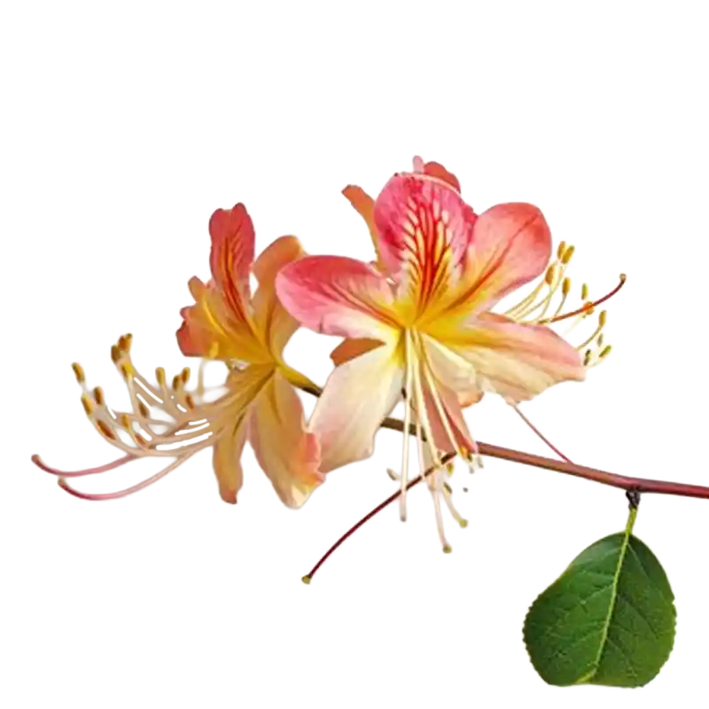 Mountain Honeysuckle (Shan Yin Hua)