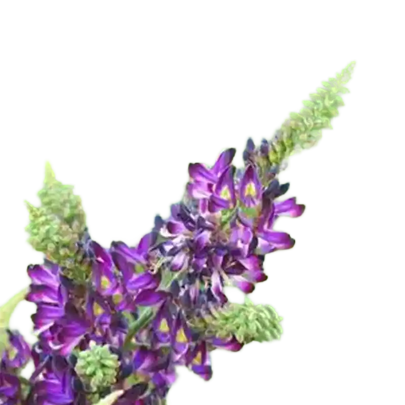 Millettia Vine (Ji Xue Teng)