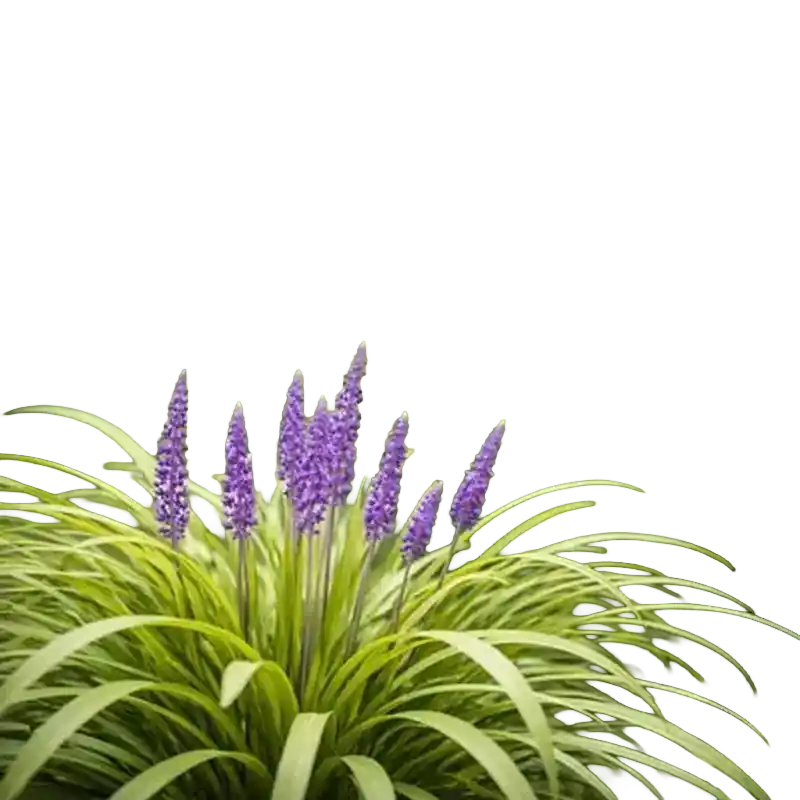 Broadleaf Lilyturf (Mai Dong type)