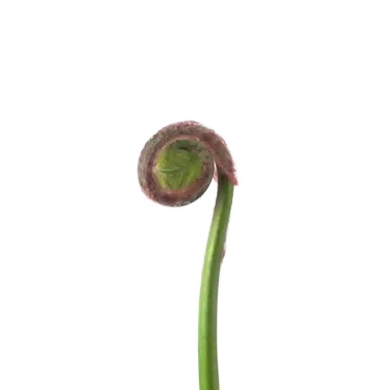 Asian Royal Fern (Zi Qi)
