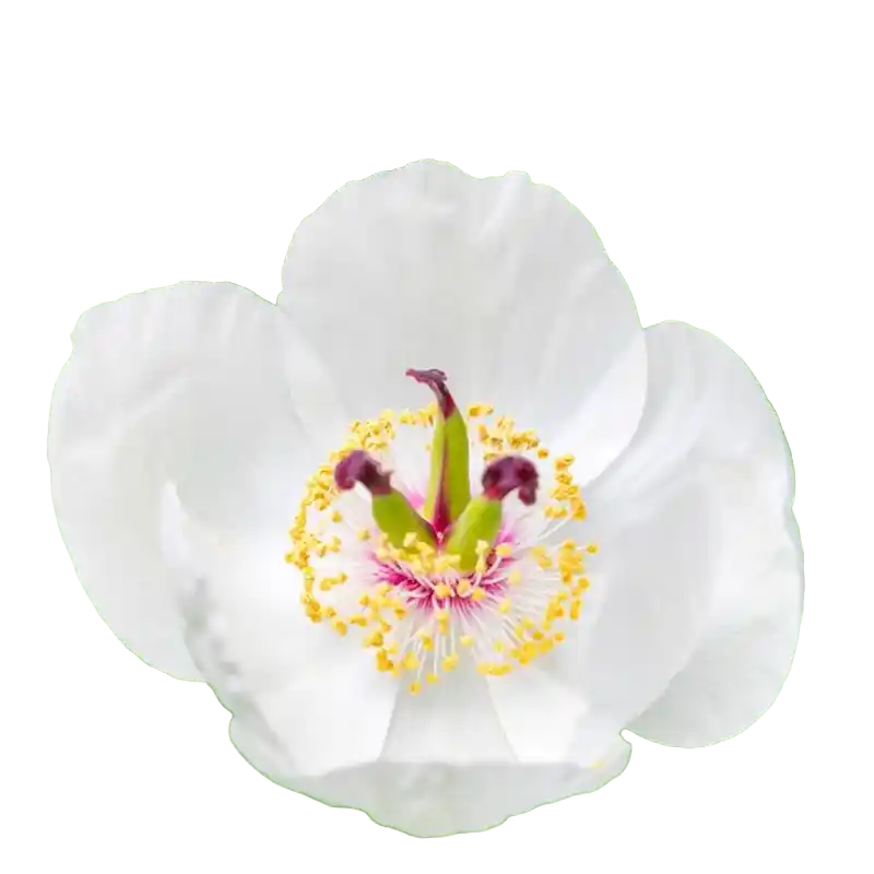Woodland Peony (Chi Shao type)