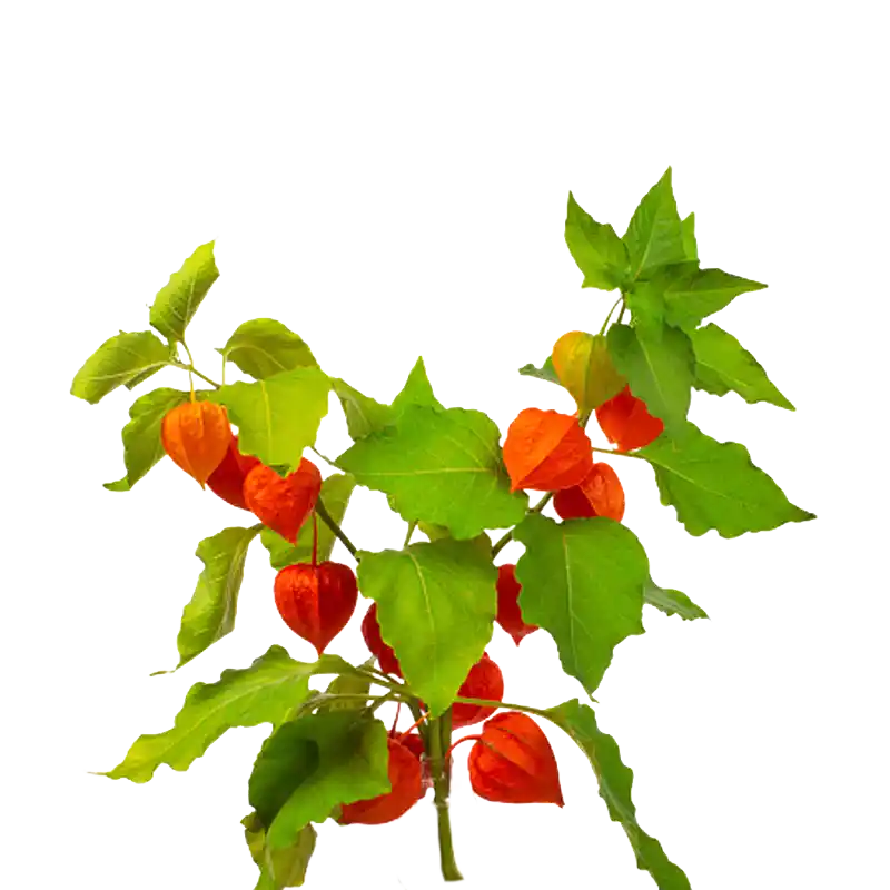 Chinese Lantern (Jin Deng Long)