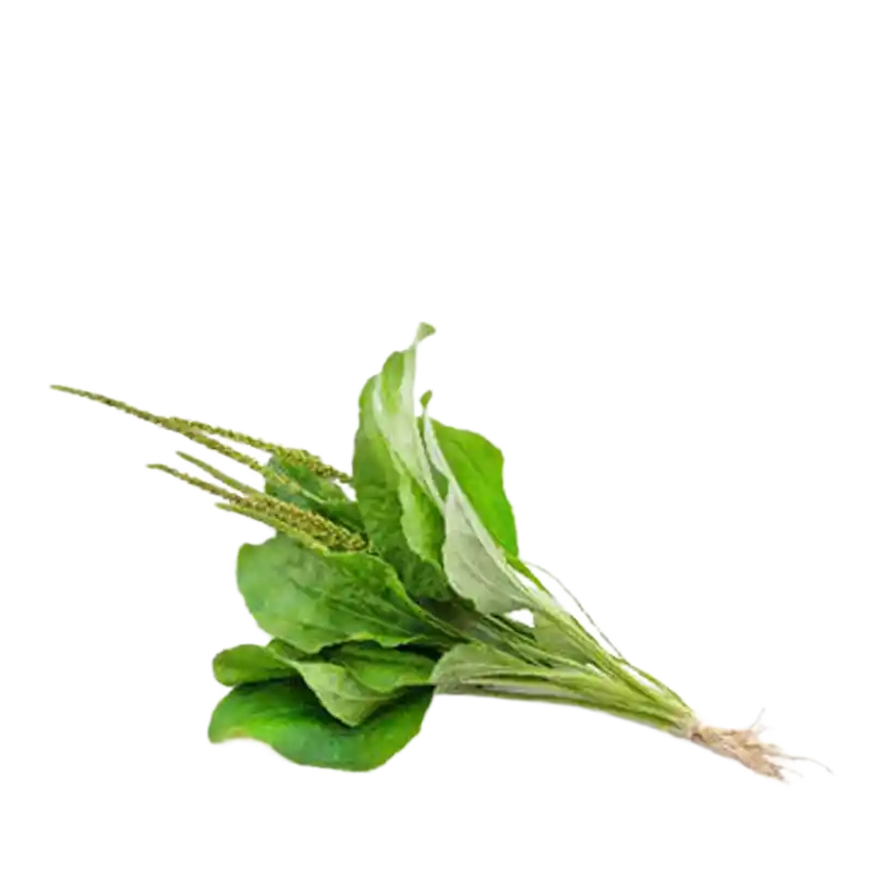Asian Plantain (Che Qian)