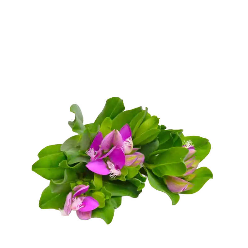 Japanese Milkwort (Polygala)