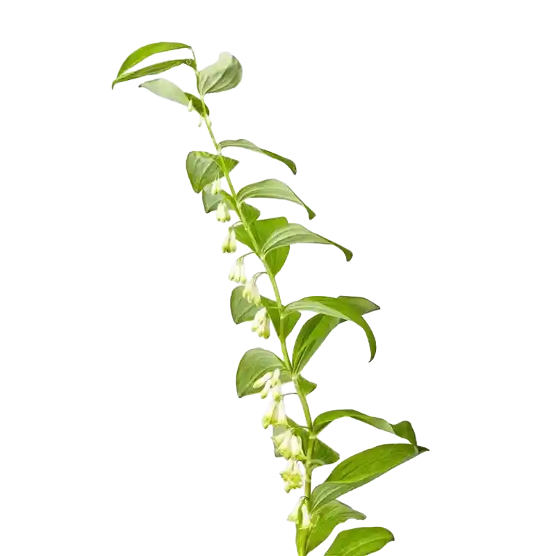Fragrant Solomon's Seal (Yu Zhu)