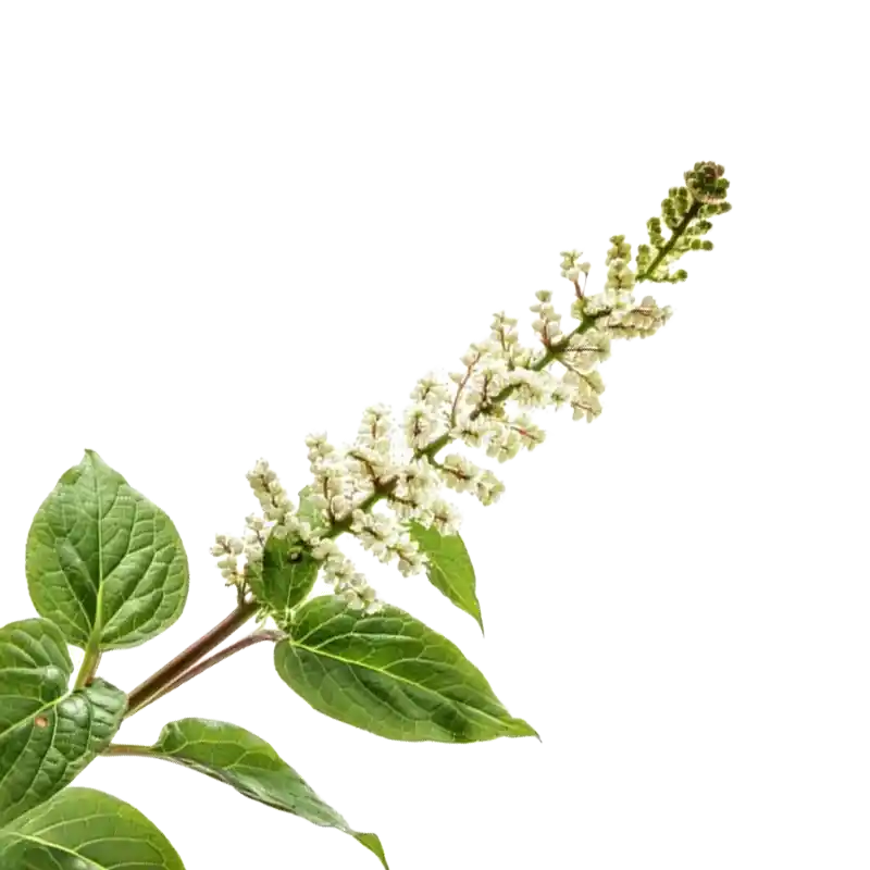 Japanese Knotweed (Hu Zhang)
