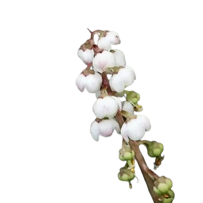 Wintergreen Pyrola (Lu Xian Cao)