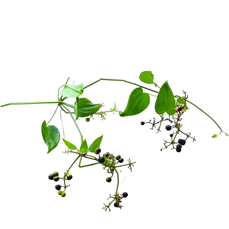 Indian Madder (Qian Cao type)