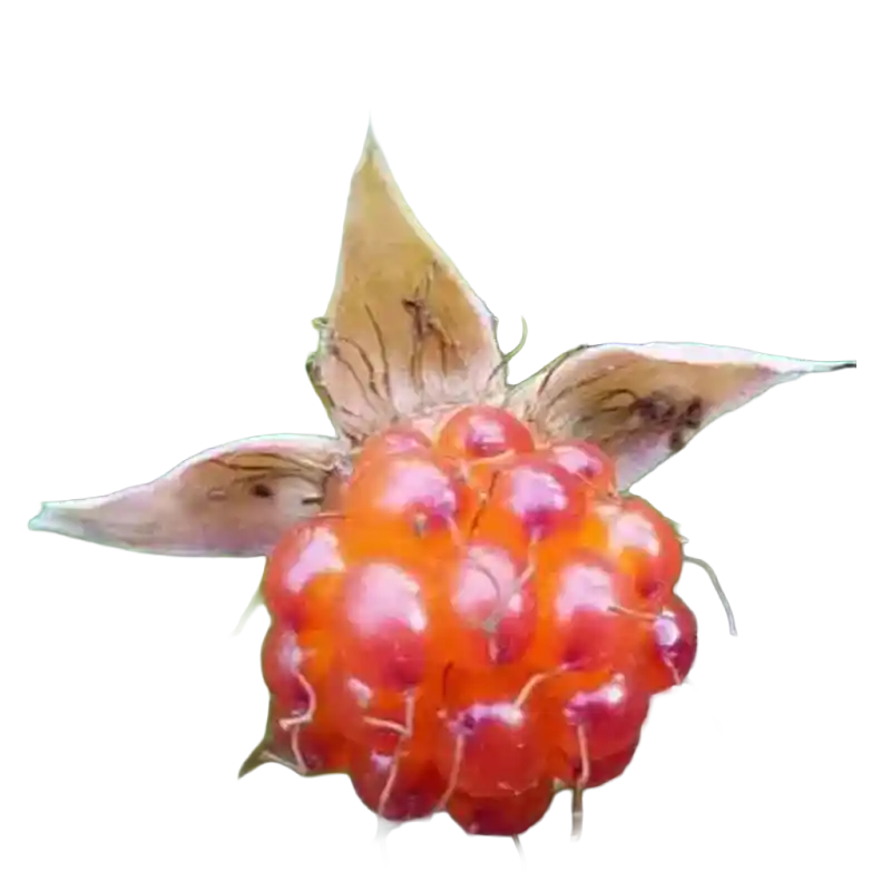 Japanese Raspberry (Mao Mei)