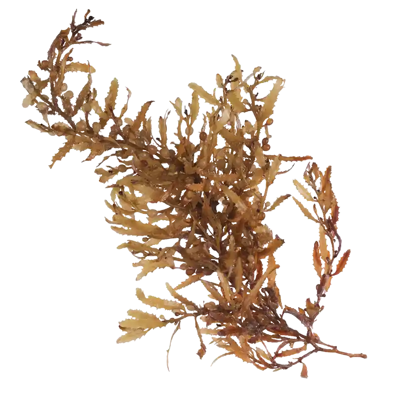 Sargassum Seaweed (Hai Zao)