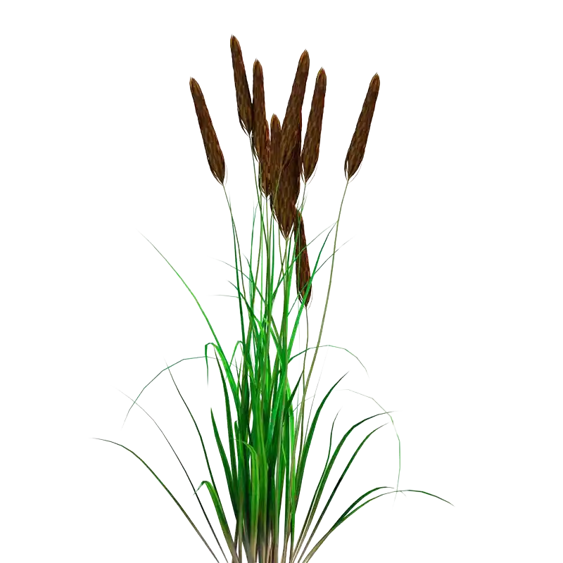 Bulrush Tuber (San Leng)