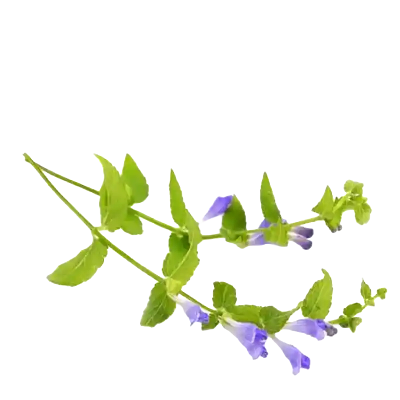 Scutellaria (Huang Qin relative)