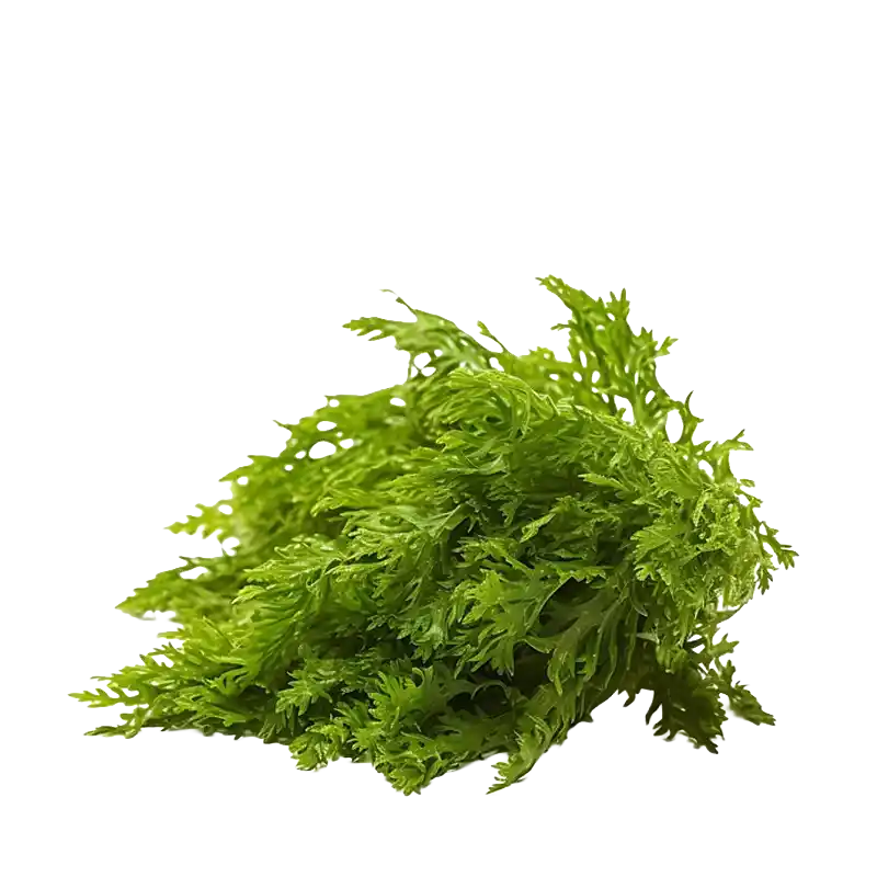 Spikemoss (Shi Shang Bai)