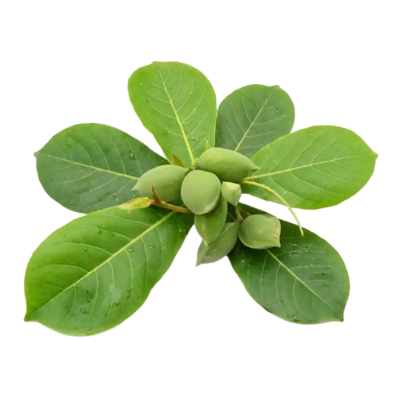 Tropical Almond (Indian Almond)