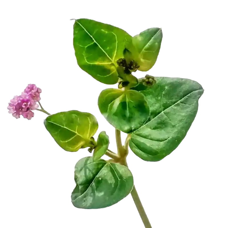 Punarnava (Spreading Hogweed)