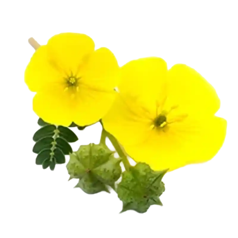 Tribulus (Gokshura / Puncturevine)
