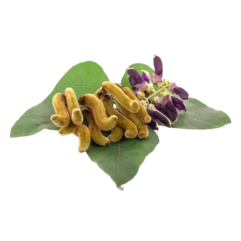 Mucuna (Velvet Bean / Kapikacchu)